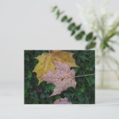 Carte postale Feuille humide (Debout devant)