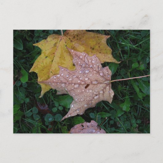 Carte postale Feuille humide (Devant)