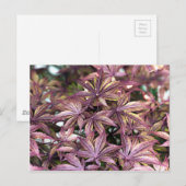 Carte Postale Feuille japonais (Devant / Derrière)