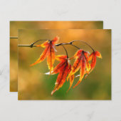 Carte Postale Feuille japonais (Devant / Derrière)