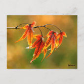 Carte Postale Feuille japonais (Dos)