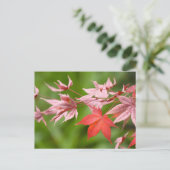 Carte Postale Feuille japonais (Debout devant)