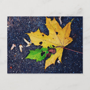 Carte Postale Feuille jaune