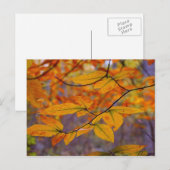 Carte postale Feuille jaune automne (Devant / Derrière)