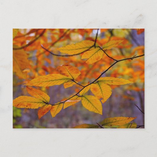 Carte postale Feuille jaune automne (Devant)