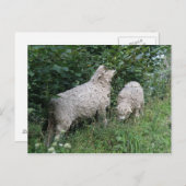 Carte postale Feuille mignonne pour les moutons (Devant / Derrière)