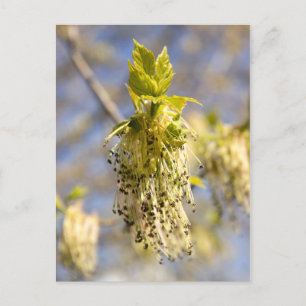 Carte Postale Feuille mignons en photo de printemps