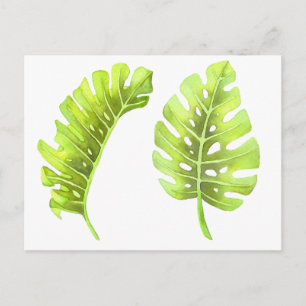 Carte postale Feuille Monstera