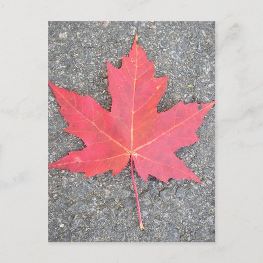 Carte Postale Feuille morte (Devant)