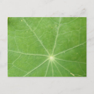 Carte postale Feuille Nasturtium