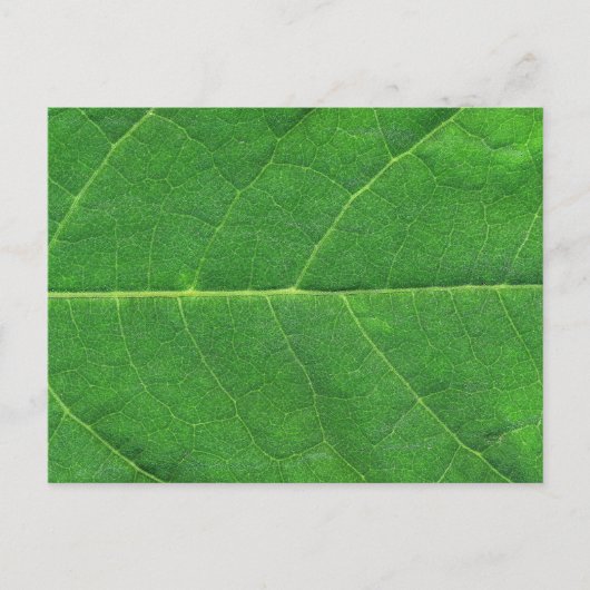 Carte Postale Feuille photo Macro (Devant)