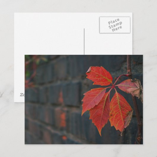 Carte postale Feuille rouge (Devant / Derrière)