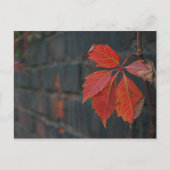 Carte postale Feuille rouge (Devant)