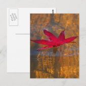 Carte Postale Feuille rouge (Devant / Derrière)