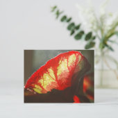 Carte Postale Feuille rouge brillante (Debout devant)
