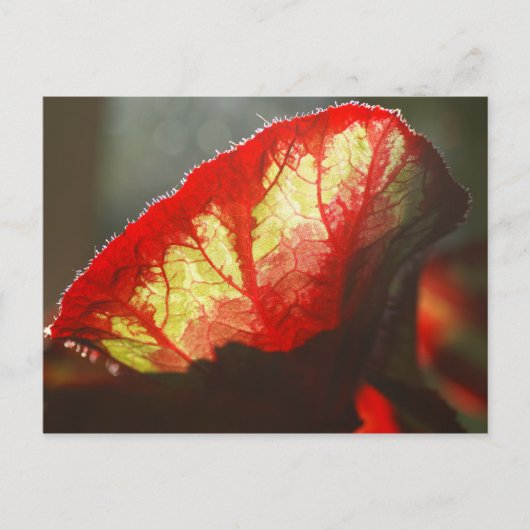 Carte Postale Feuille rouge brillante (Devant)