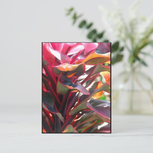 Carte Postale Feuille rouge de Ti (Debout devant)