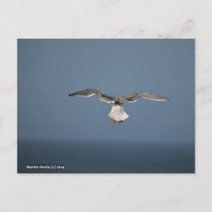 Carte postale Feuille Seagull