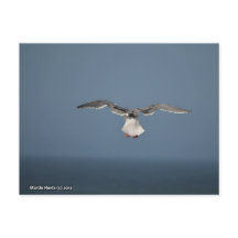 Carte postale Feuille Seagull