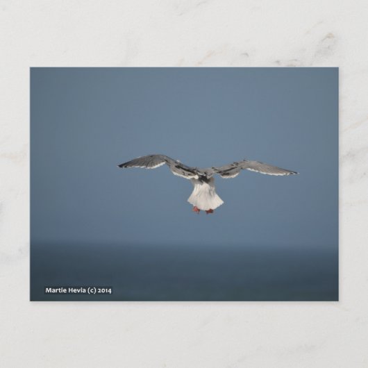 Carte postale Feuille Seagull (Devant)