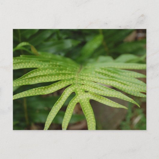 Carte Postale Feuille tropicale (Devant)
