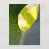 Carte Postale Feuille verte (Devant)