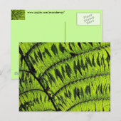 Carte postale Feuille verte (Devant / Derrière)