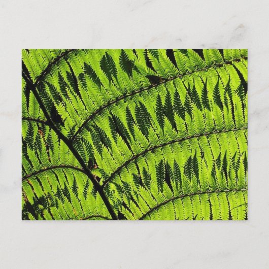 Carte postale Feuille verte (Devant)