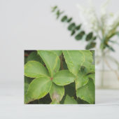 Carte postale Feuille verte (Debout devant)