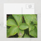 Carte postale Feuille verte (Devant / Derrière)
