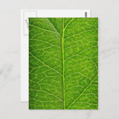 Carte Postale feuille verte (Devant / Derrière)