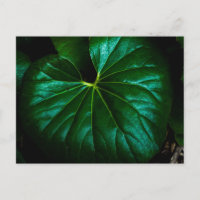 Feuille verte lustrée avec des veines rayonnantes