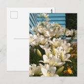 Carte postale Feuille verte Lys White Day (Devant / Derrière)