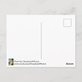Carte postale Feuille verte Lys White Day (Dos)