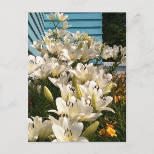 Carte postale Feuille verte Lys White Day (Devant)