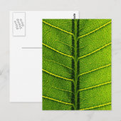 Carte Postale feuilles (Devant / Derrière)