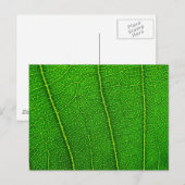 Carte Postale feuilles (Devant / Derrière)