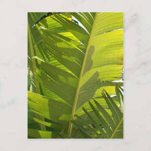 Carte Postale FEUILLES à la banane WC
