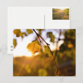 Carte Postale Feuilles à Sunset (Devant / Derrière)