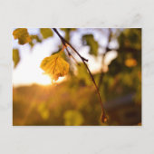 Carte Postale Feuilles à Sunset (Devant)