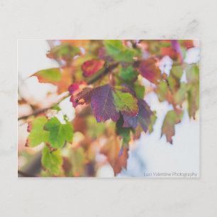Carte Postale Feuilles automnales