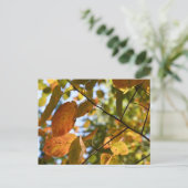 Carte Postale Feuilles automnales Feuilles d'automne Feuilles Sk (Debout devant)