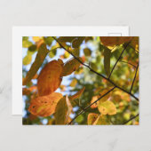 Carte Postale Feuilles automnales Feuilles d'automne Feuilles Sk (Devant / Derrière)