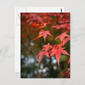 Carte postale Feuilles Automne (Devant / Derrière)