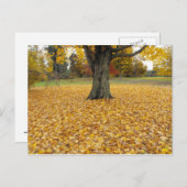 Carte postale Feuilles Automne (Devant / Derrière)