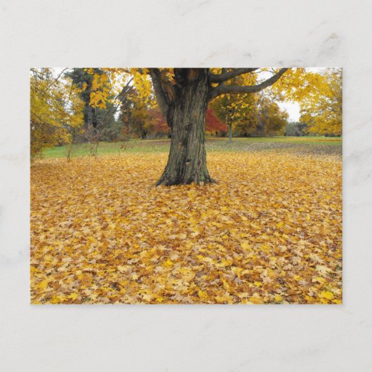 Carte postale Feuilles Automne (Devant)
