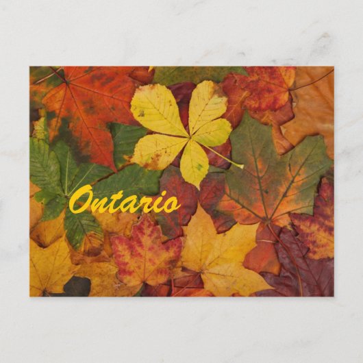 Carte postale Feuilles Automne Ontario (Devant)