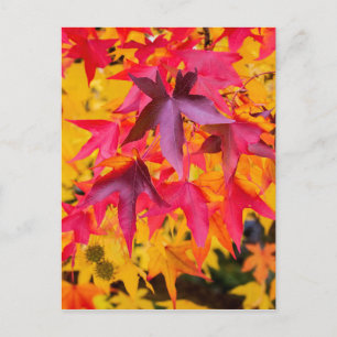 Carte Postale Feuilles Automne Rouge Et Jaune