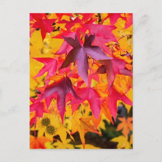Carte Postale Feuilles Automne Rouge Et Jaune (Devant)
