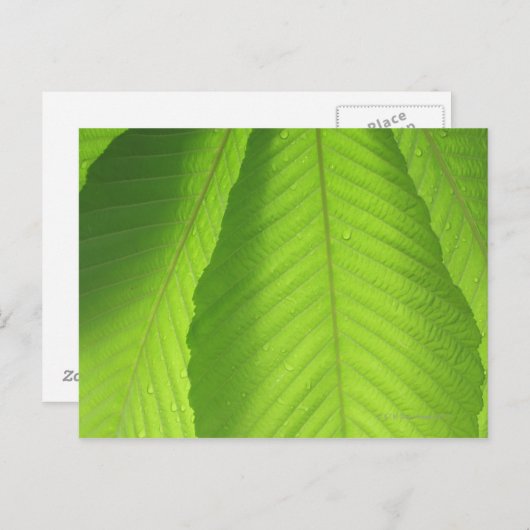 Carte Postale Feuilles Buckeye (Devant / Derrière)